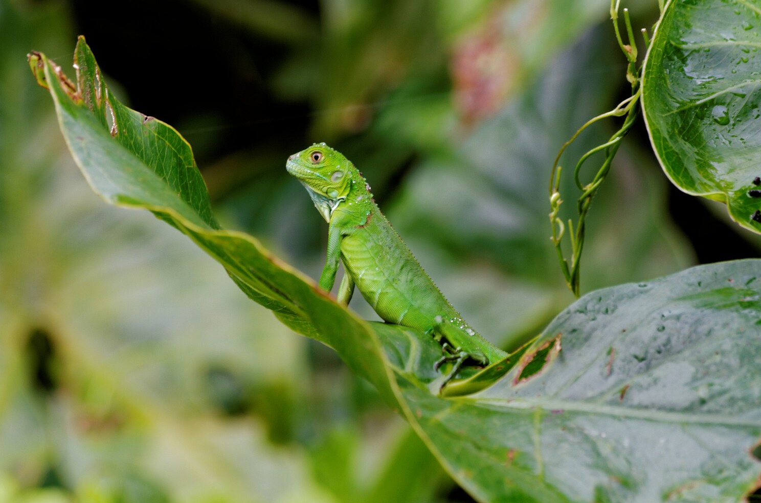 Tortguero - Kleiner grüner Leguan